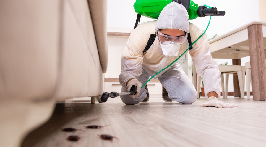 Why Calling a Professional Pest Control Service Is Safer