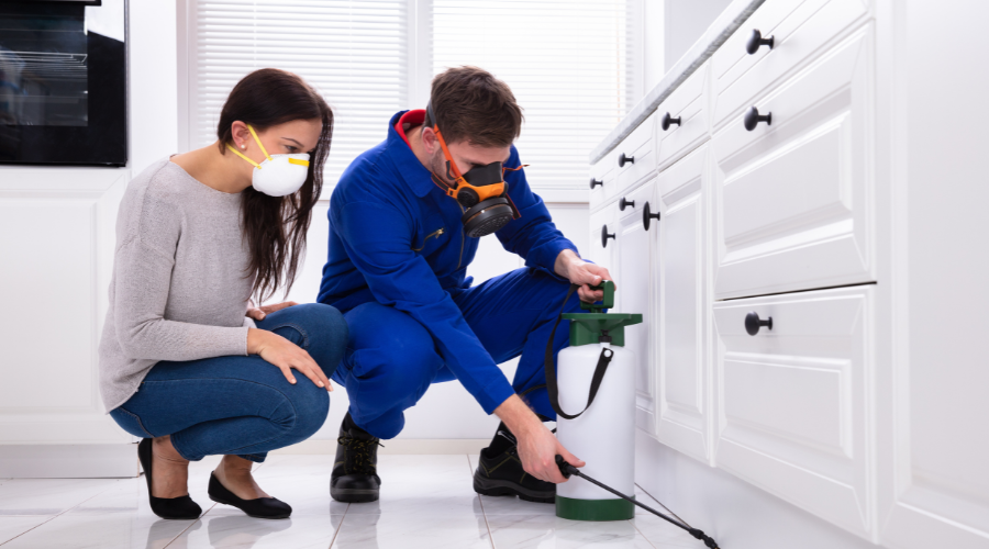 Pest Control: Frequency, Factors, and General Tips