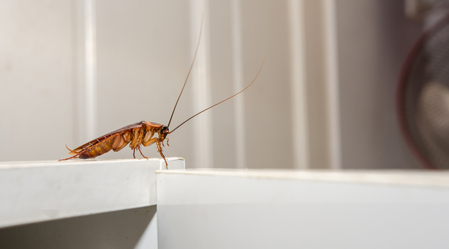 6 Tips to Control Cockroaches