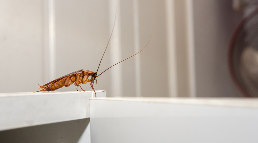 Top 10 Common Pests in Australia