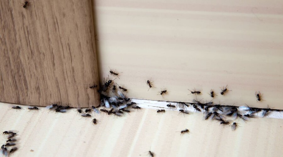 Top 6 Benefits of Pest Control Pest Control Adelaide Eco Pest