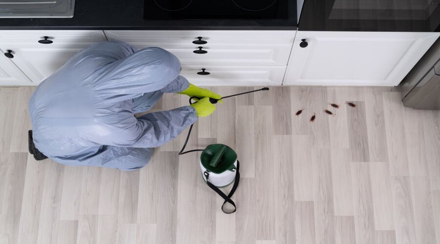 How Much Does Pest Control Cost? Pest Control Adelaide Eco Pest