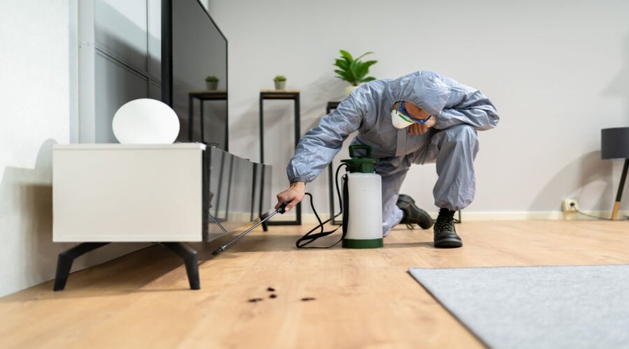 How Much Does Pest Control Cost? Pest Control Adelaide Eco Pest