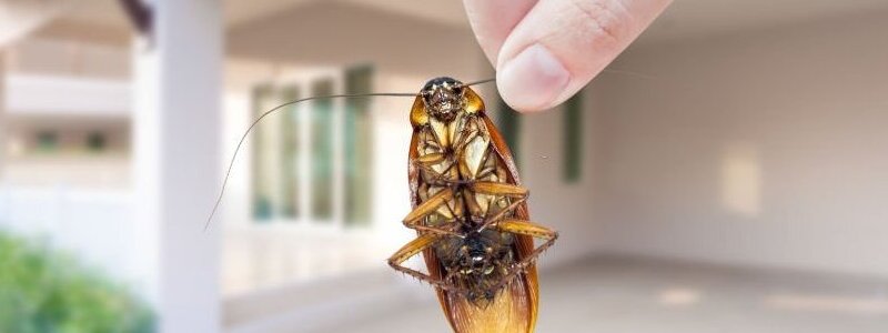 Cockroach Control Adelaide