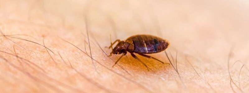 Bed Bug Control Adelaide