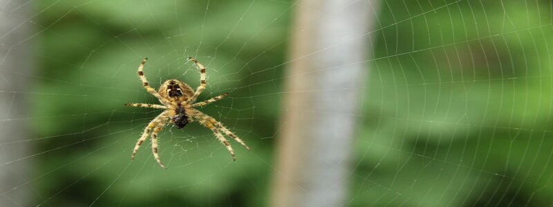 Spider Control Adelaide