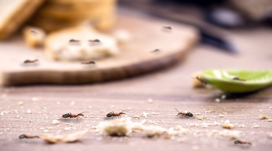 What Attracts Ants In Your Home?