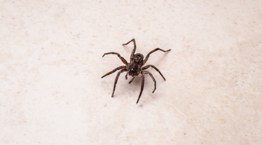 How to Prevent Spiders Tips to Prevent Spider Infestations