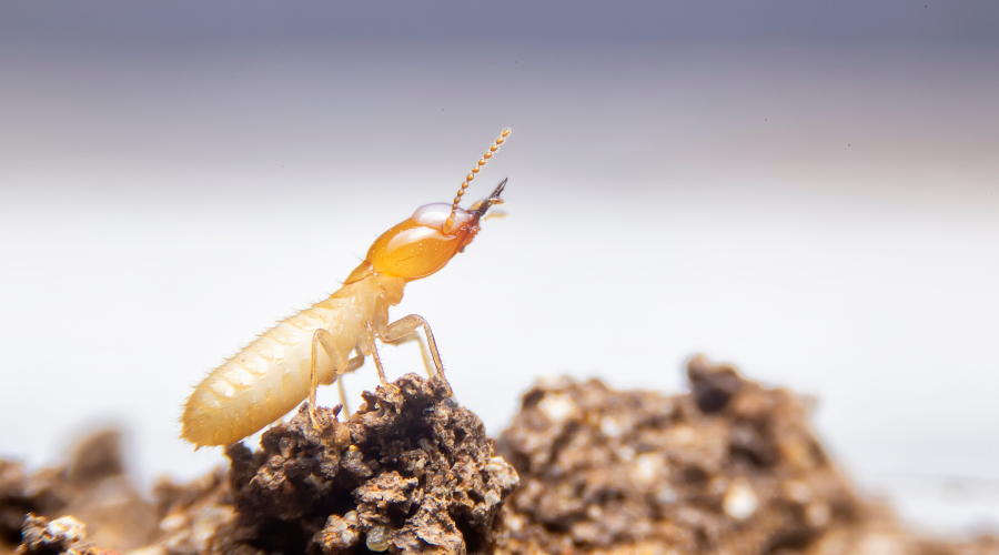 Termites 101: Understanding Termite Behavior and Preventative Measures