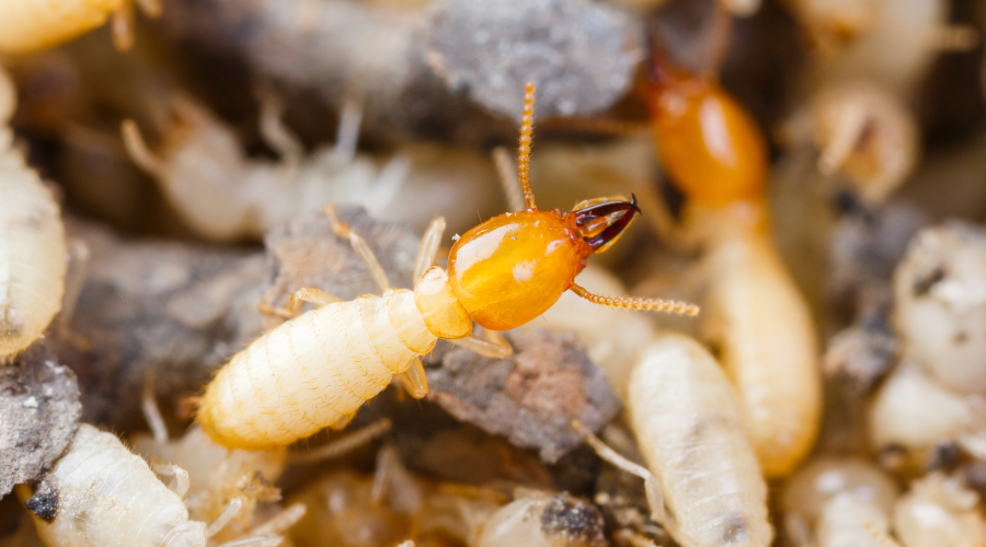 Following Their Lead: How Termites Track Down Their Next Meal