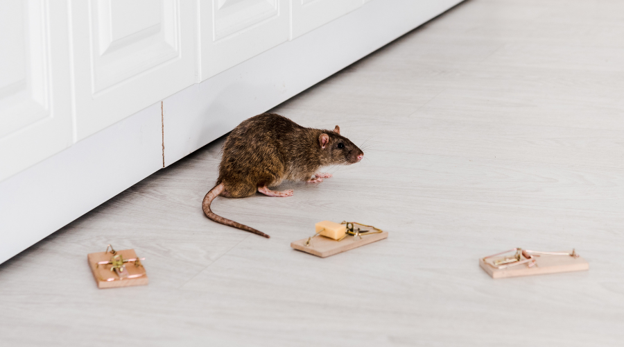 Rodent Control Methods and Products