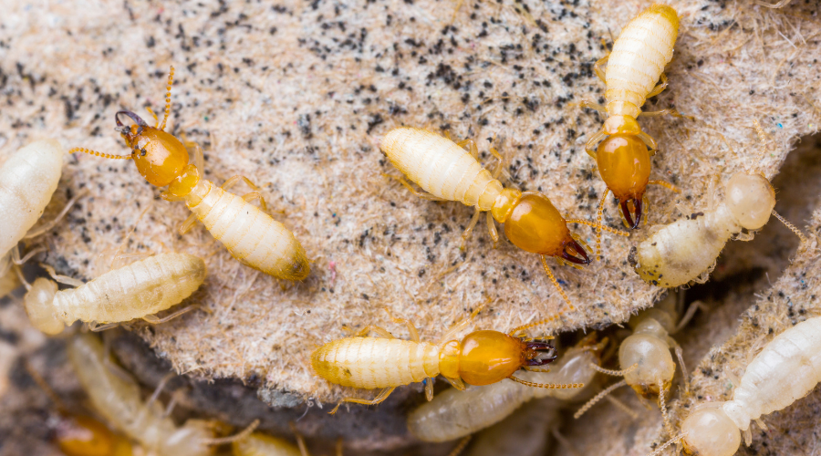 Dangers of Termite Infestations Go Beyond Your Home