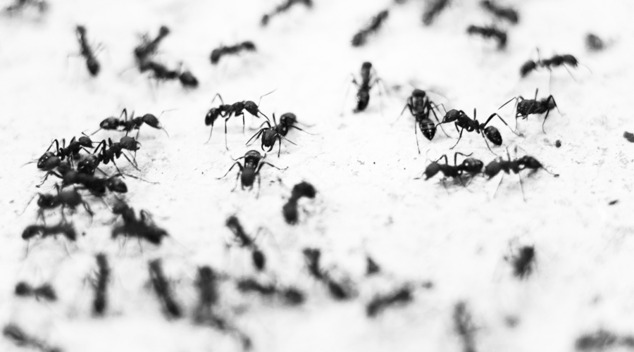 Ultimate Guide to Pest Control in Adelaide Inspection, Treatment & More