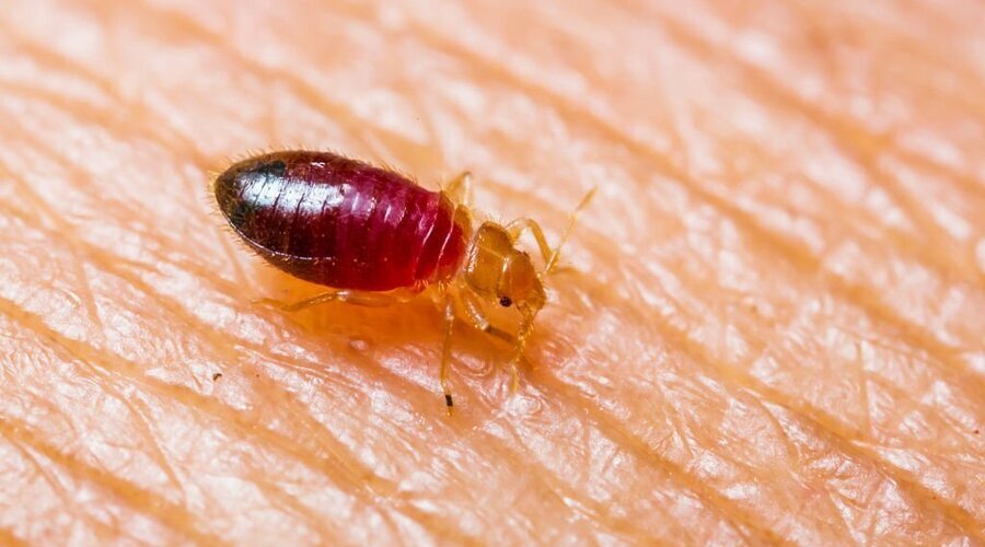 How to Prevent Bed Bugs