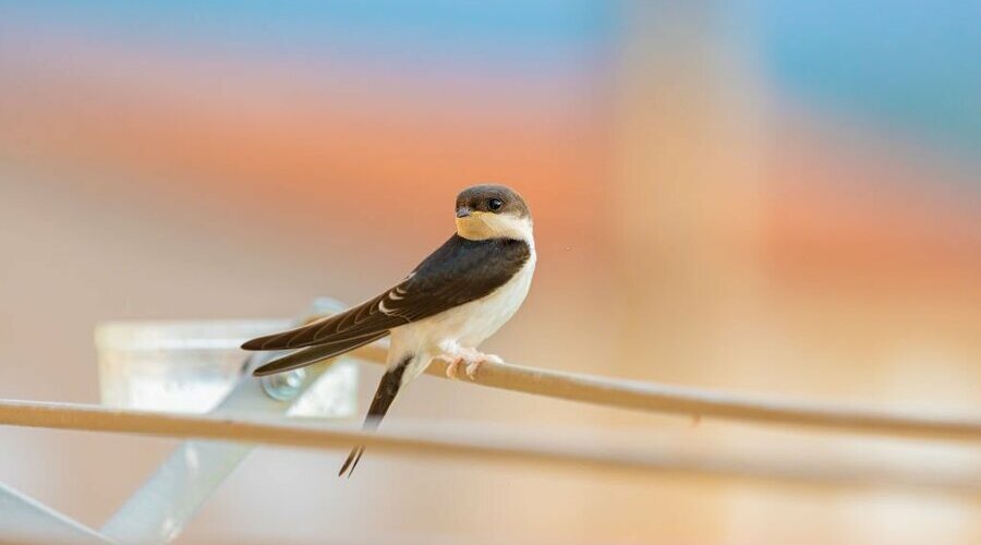 Guide to Bird Control 4 Steps to Effectively Control Bird Infestations