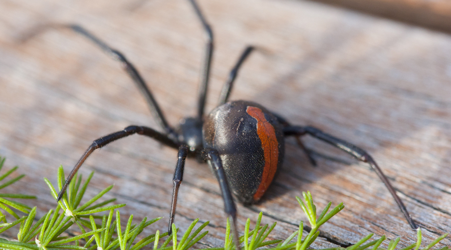 Top 10 Amazing Home Pest Facts