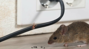 Tips for Preventing Rodent Infestations