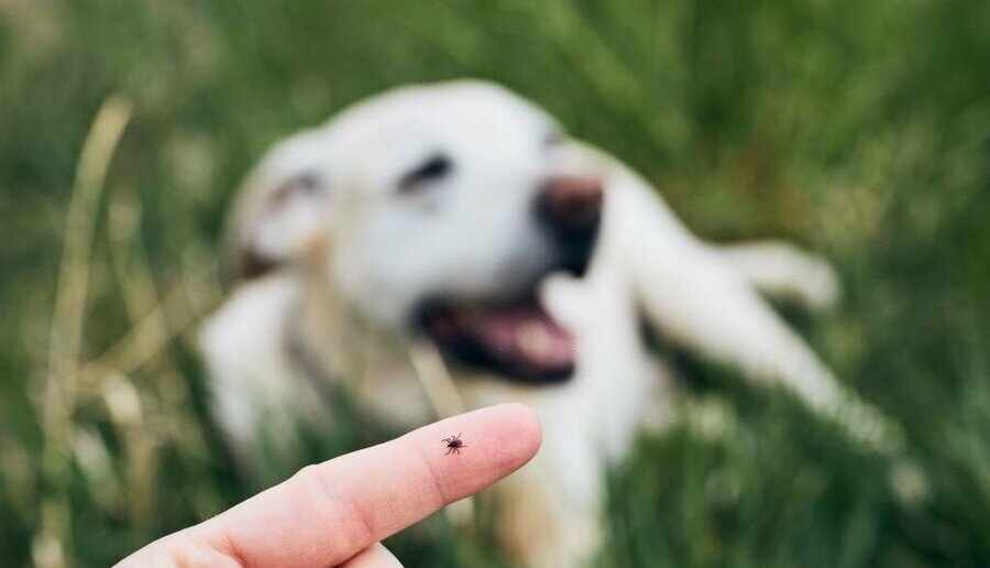 How to Prevent Ticks Comprehensive Guide on Tick Prevention