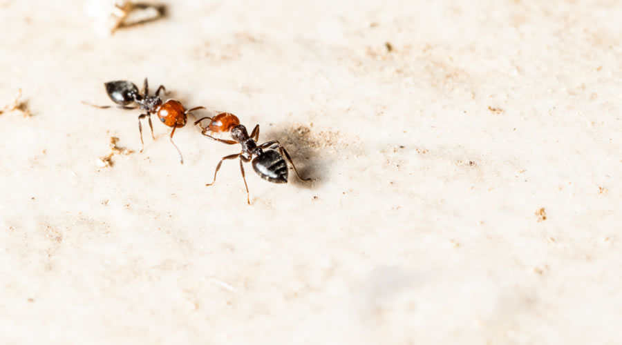 Integrated Pest Management Guide Integrated Pest Management Guide