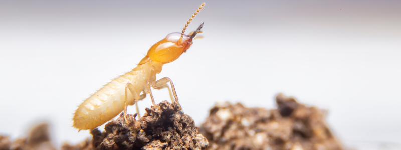 White Ant Control Adelaide