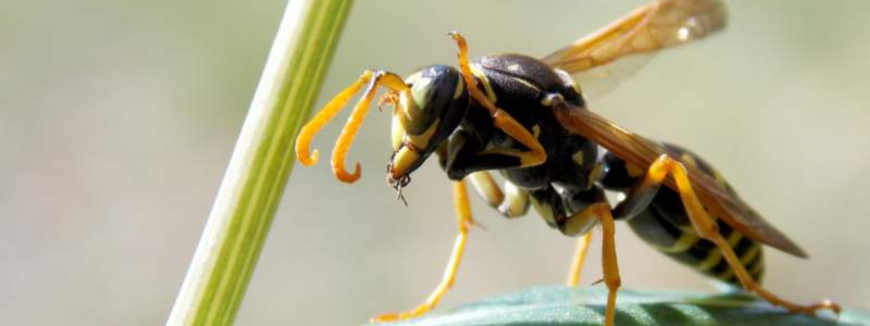 How to Control and Prevent Wasps