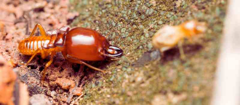 Common Termite Species in Adelaide