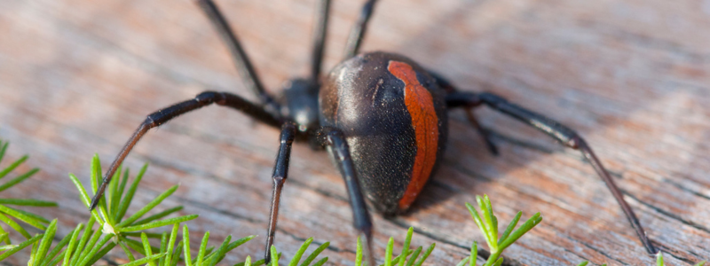Spider Control Adelaide