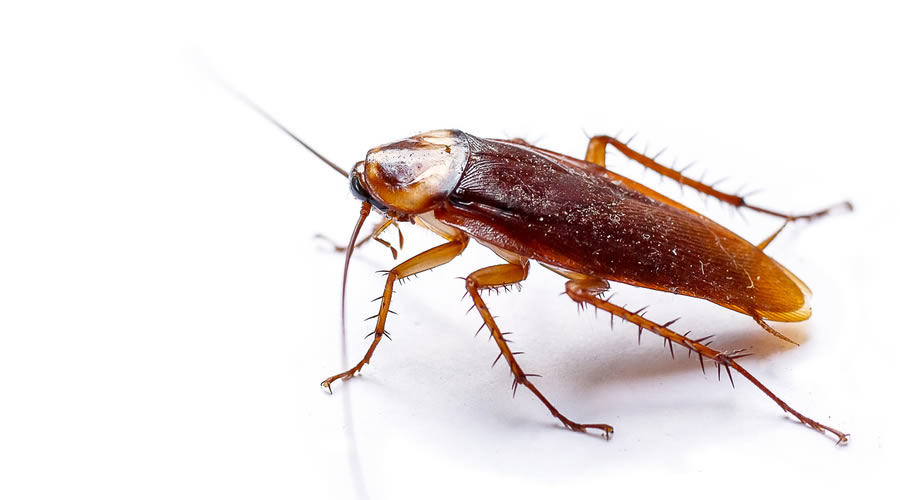 Why Pests Thrive in Summer Why Pests Thrive in Summer