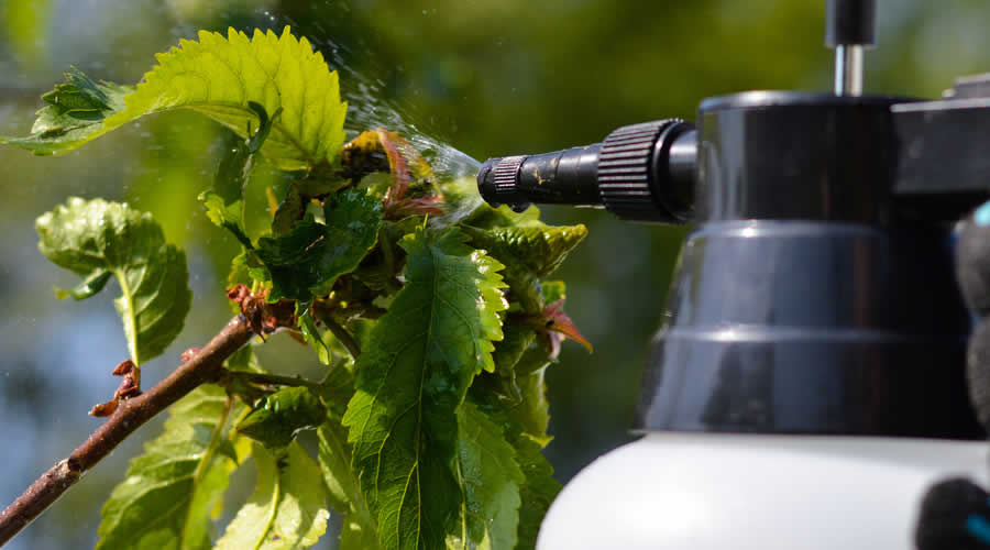 Natural Pest Control Methods Natural Pest Control Methods